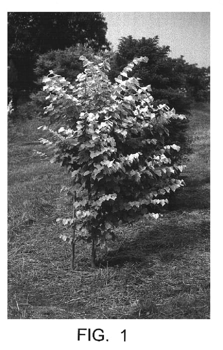 Figure 1 of US plant patent PP16433, the photograph of Shibamichi Gold printed in the patent.