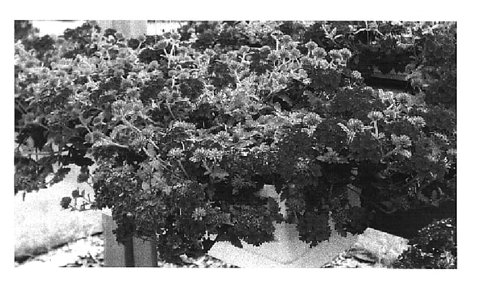 Figure 1 of US plant patent PP16434, the photograph of KLEVE03321 printed in the patent.
