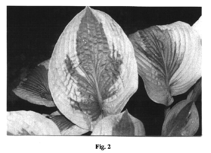 Figure 2 of US plant patent PP16435, the photograph of Time Tunnel printed in the patent.