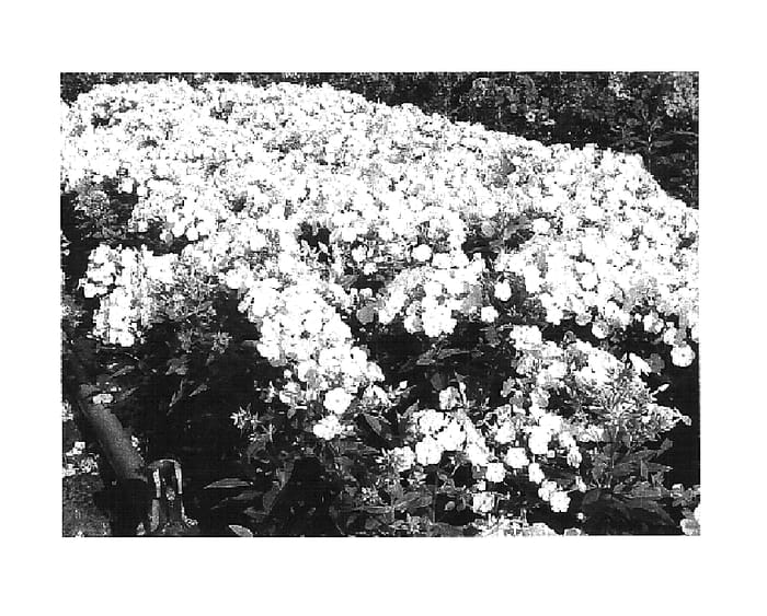 Figure 1 of US plant patent PP16436, the photograph of Barthirtytwo printed in the patent.