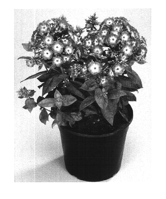 Figure 1 of US plant patent PP16437, the photograph of Barthirtythree printed in the patent.