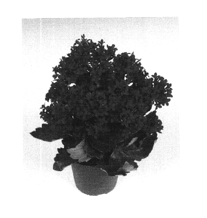 Figure 1 of US plant patent PP16438, the photograph of Nemo printed in the patent.
