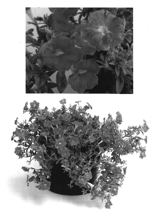 Figure 1 of US plant patent PP16439, the photograph of MP209 printed in the patent.
