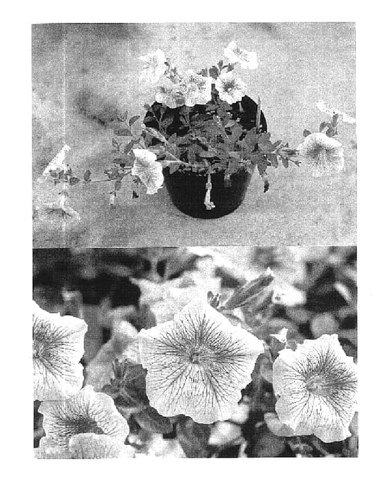 Figure 1 of US plant patent PP16440, the photograph of Sunraspberry printed in the patent.