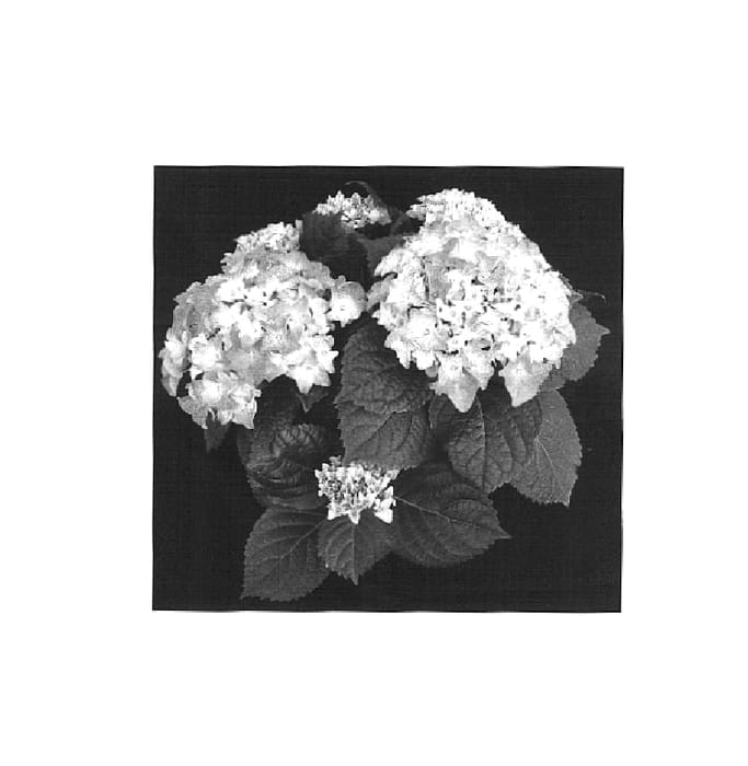 Figure 1 of US plant patent PP16441, the photograph of 200749077 printed in the patent.