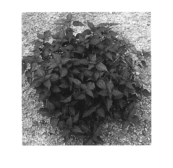 Figure 1 of US plant patent PP16442, the photograph of Grenadine printed in the patent.