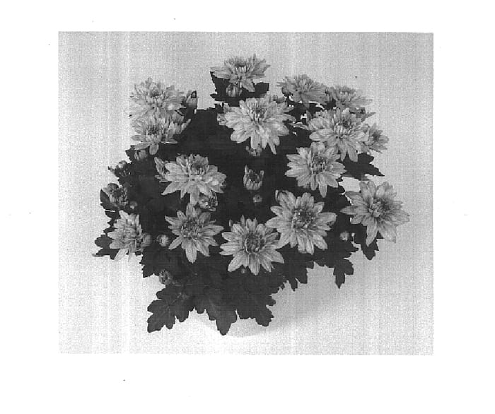Figure 1 of US plant patent PP16443, the photograph of Vamp Time Improved printed in the patent.