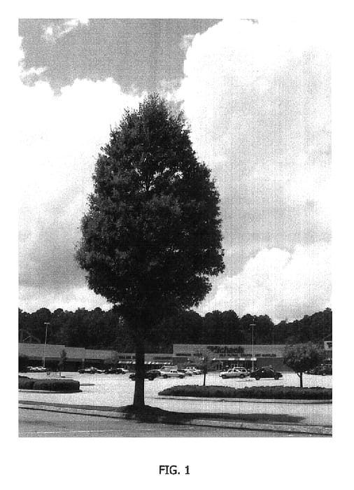 Figure 1 of US plant patent PP16444, the photograph of RT3 printed in the patent.