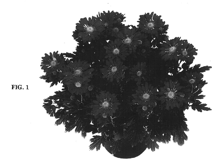 Figure 1 of US plant patent PP16445, the photograph of Yokristi printed in the patent.