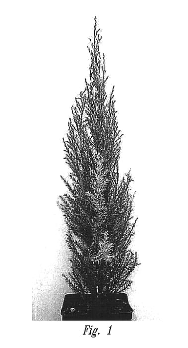 Figure 1 of US plant patent PP16446, the photograph of Emerald Crest printed in the patent.