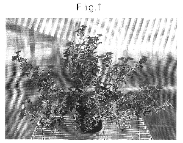 Figure 1 of US plant patent PP16447, the photograph of Sunbelhopi printed in the patent.