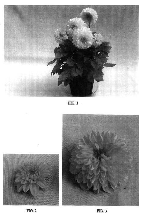 Figure 1 of US plant patent PP16448, the photograph of Baldelemz printed in the patent.