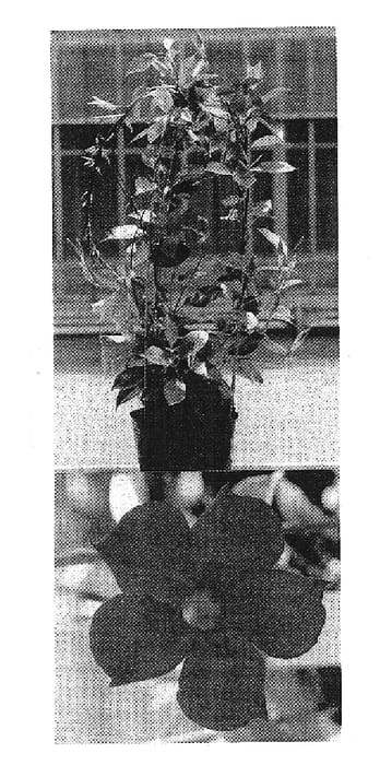 Figure 1 of US plant patent PP16449, the photograph of Sunmanderemi printed in the patent.