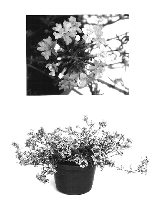 Figure 1 of US plant patent PP16450, the photograph of USBENAS26 printed in the patent.
