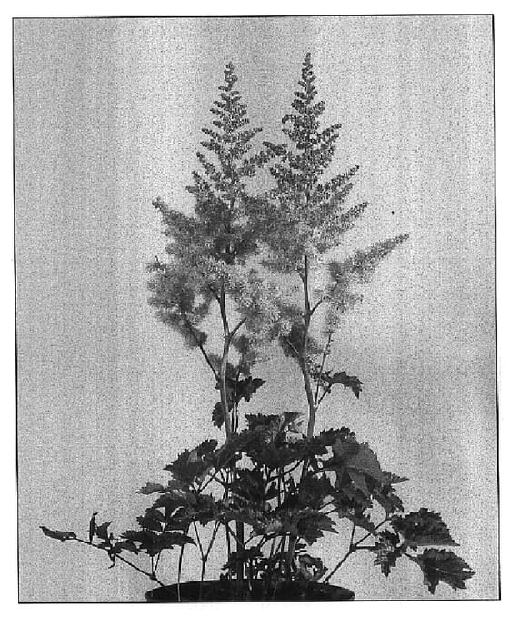 Figure 1 of US plant patent PP16451, the photograph of Heart and Soul printed in the patent.