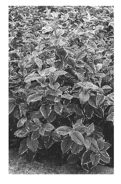 Figure 1 of US plant patent PP16452, the photograph of Kolmas printed in the patent.