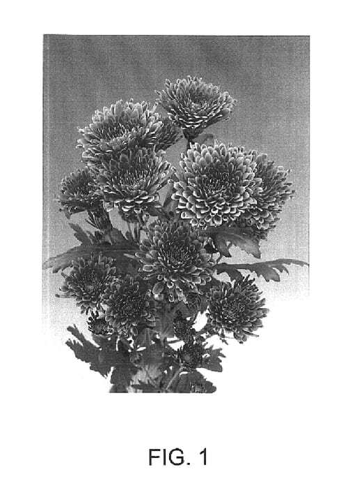 Figure 1 of US plant patent PP16453, the photograph of Sizzleness Purple printed in the patent.