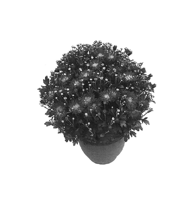 Figure 1 of US plant patent PP16454, the photograph of Syllabub Purple printed in the patent.