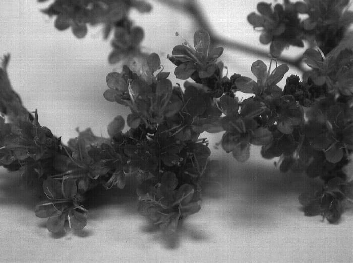 Figure 1 of US plant patent PP16455, the photograph of Oste Pinkbic printed in the patent.