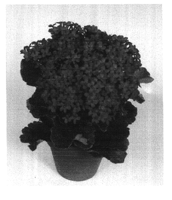 Figure 1 of US plant patent PP16456, the photograph of Fuego printed in the patent.