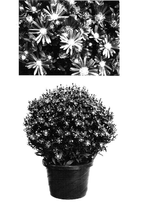 Figure 1 of US plant patent PP16457, the photograph of Yobeliever printed in the patent.