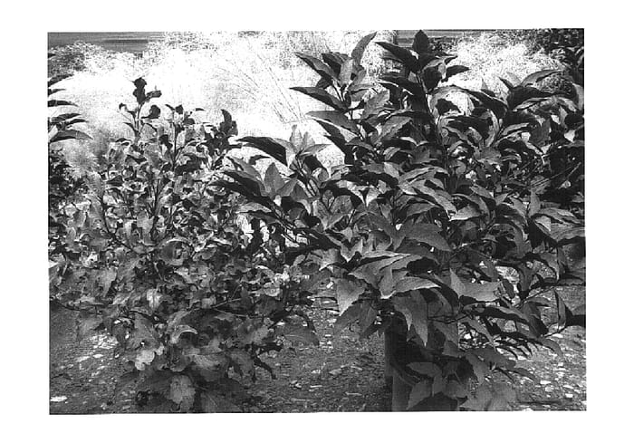 Figure 1 of US plant patent PP16458, the photograph of Morningstar printed in the patent.