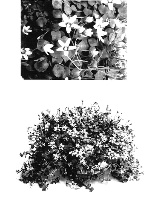 Figure 1 of US plant patent PP16459, the photograph of USANG-4 printed in the patent.