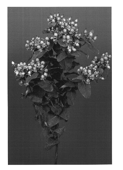 Figure 1 of US plant patent PP16460, the photograph of Vergrecla printed in the patent.