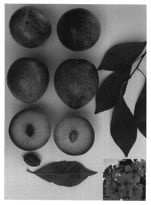 Figure 1 of US plant patent PP16461, the photograph of Plumsweet IV printed in the patent.
