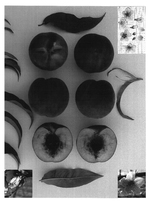 Figure 1 of US plant patent PP16462, the photograph of Candy Princess printed in the patent.