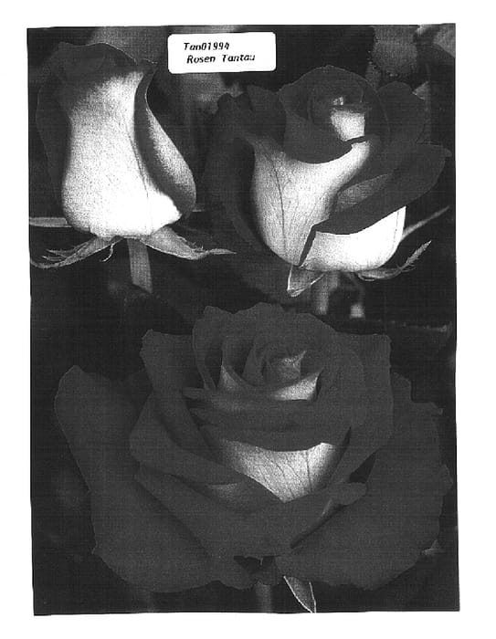 Figure 1 of US plant patent PP16463, the photograph of TAN01994 printed in the patent.
