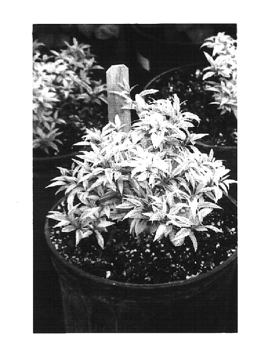 Figure 1 of US plant patent PP16464, the photograph of McKCitrine printed in the patent.