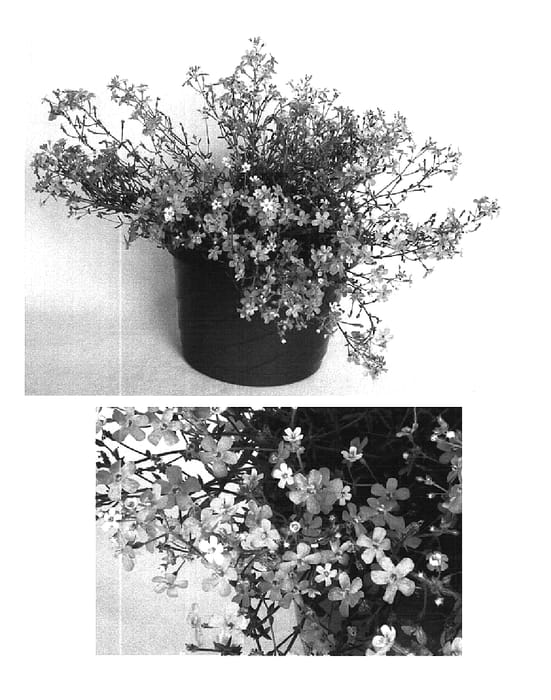 Figure 1 of US plant patent PP16465, the photograph of Maxi Mauve Blue printed in the patent.