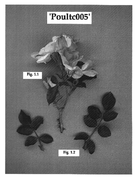 Figure 1 of US plant patent PP16466, the photograph of Poultc005 printed in the patent.
