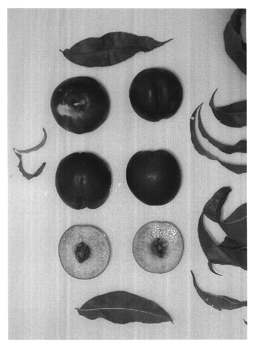 Figure 1 of US plant patent PP16467, the photograph of Western Bright printed in the patent.