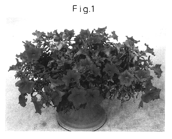 Figure 1 of US plant patent PP16468, the photograph of Sunrovein printed in the patent.