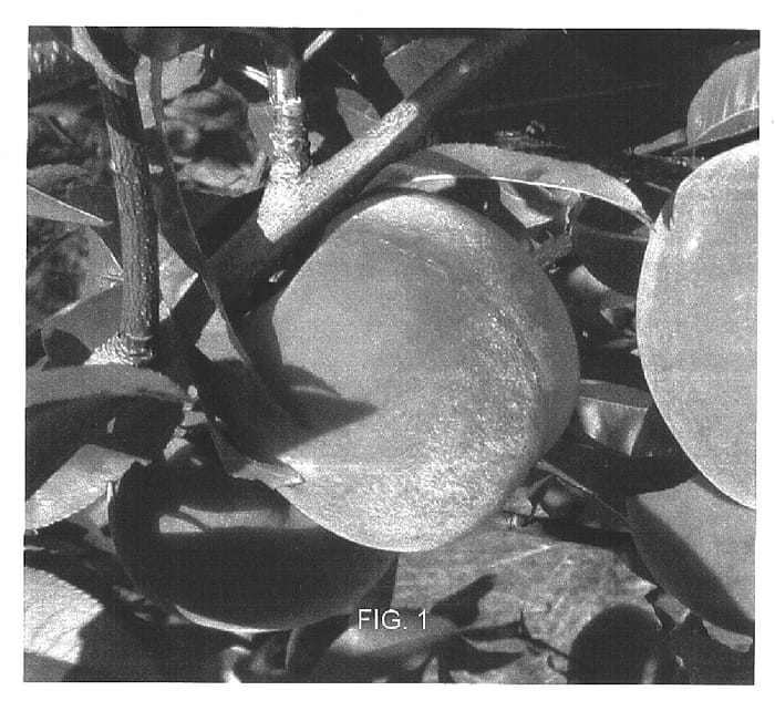 Figure 1 of US plant patent PP16469, the photograph of V75024 printed in the patent.