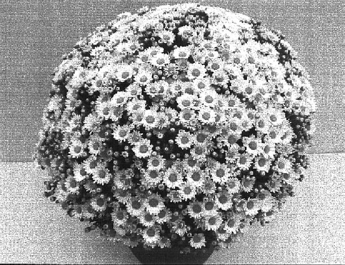 Figure 1 of US plant patent PP16470, the photograph of Starlet White printed in the patent.
