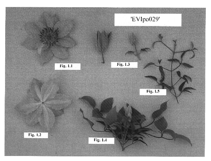 Figure 1 of US plant patent PP16471, the photograph of Evipo029 printed in the patent.