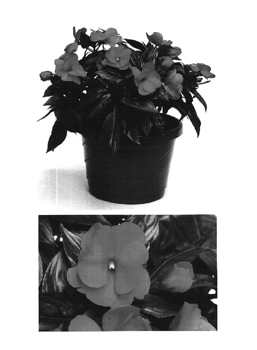 Figure 1 of US plant patent PP16472, the photograph of Visinfdkp printed in the patent.