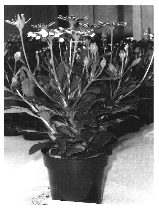 Figure 1 of US plant patent PP16473, the photograph of Sunny Philip printed in the patent.