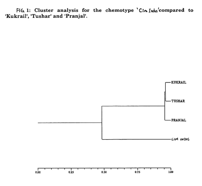 Figure 1 of US plant patent PP16474, the photograph of Cim Indus printed in the patent.