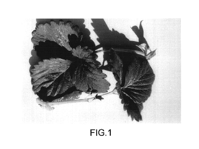 Figure 1 of US plant patent PP16475, the photograph of Driscoll Atlantis printed in the patent.