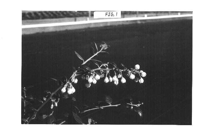 Figure 1 of US plant patent PP16476, the photograph of Abundance printed in the patent.
