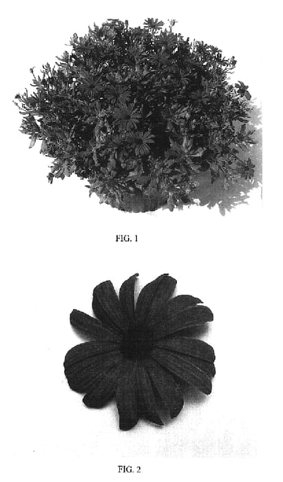 Figure 1 of US plant patent PP16477, the photograph of Balserpurp printed in the patent.