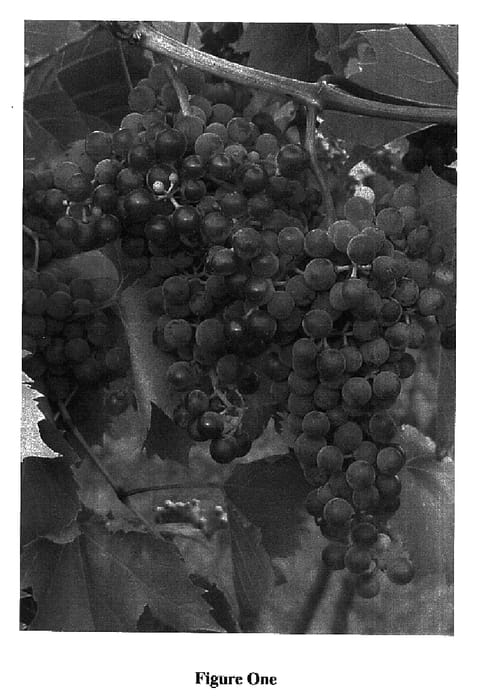 Figure 1 of US plant patent PP16478, the photograph of Frontenac gris printed in the patent.