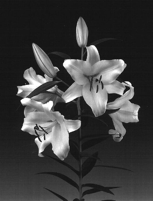 Figure 1 of US plant patent PP16479, the photograph of Conca D'or printed in the patent.