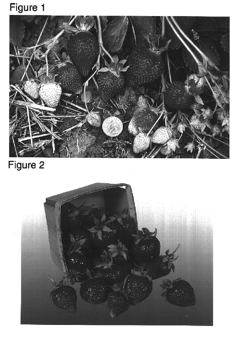 Figure 1 of US plant patent PP16480, the photograph of L'Amour printed in the patent.