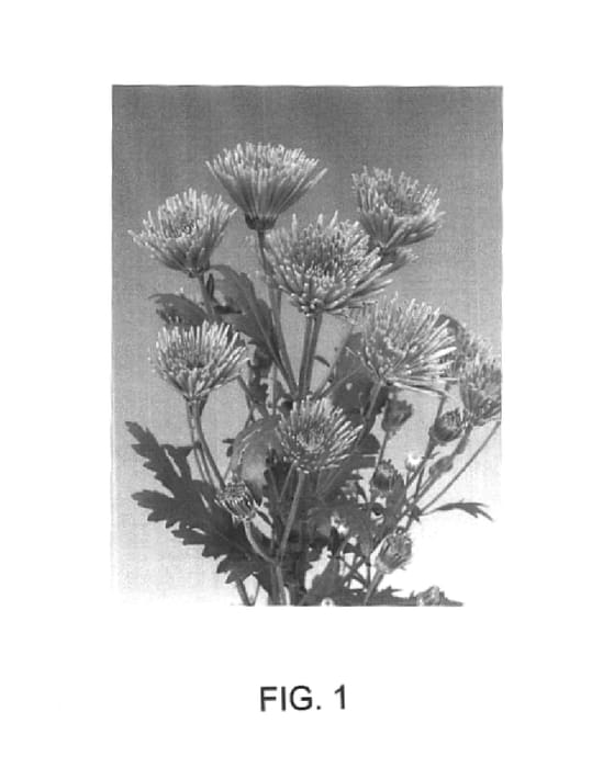 Figure 1 of US plant patent PP16481, the photograph of Sizzleness Salmon printed in the patent.