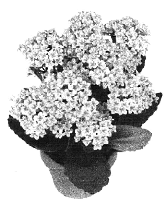 Figure 1 of US plant patent PP16482, the photograph of Milos printed in the patent.